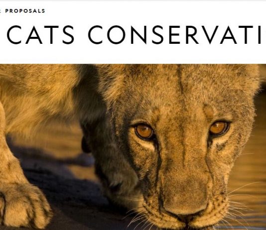 National Geographic Big Cats Conservation Grants 2020 (up to $100,000)